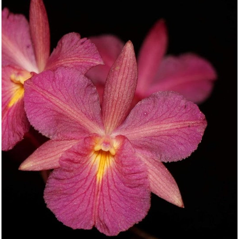 Broughtonia sanguinea (red) Rare collector orchid blooming size