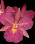 Broughtonia sanguinea (red) Rare collector orchid blooming size