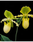 Paphiopedilum primulinum Rare collector orchid blooming size