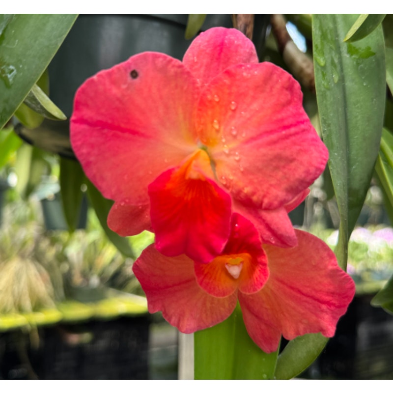 Rlc. Exotic Circle of Life Rare collector orchid blooming size