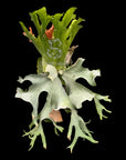 Platycerium wallichii SPORE RARE tropical plants SEED STUDIO®