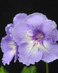 Streptocarpus [7191] | Year-Round Blooms |  African Violet-Like SEED STUDIO®