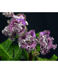 Streptocarpus [DS-2034] | Year-Round Blooms |  African Violet-Like SEED STUDIO®