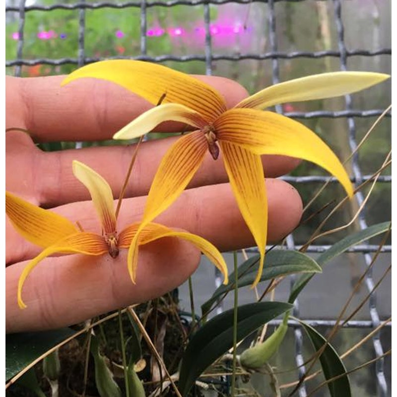 Bulbophyllum quadrangulare Orchid - Blooming Size
