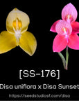 [SS-176] Disa Seedling — Rare Collector Orchid | Seed Studio® Breeding Line