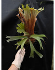 Platycerium willinckii Mature Size US seller RARE tropical plants SEED STUDIO®