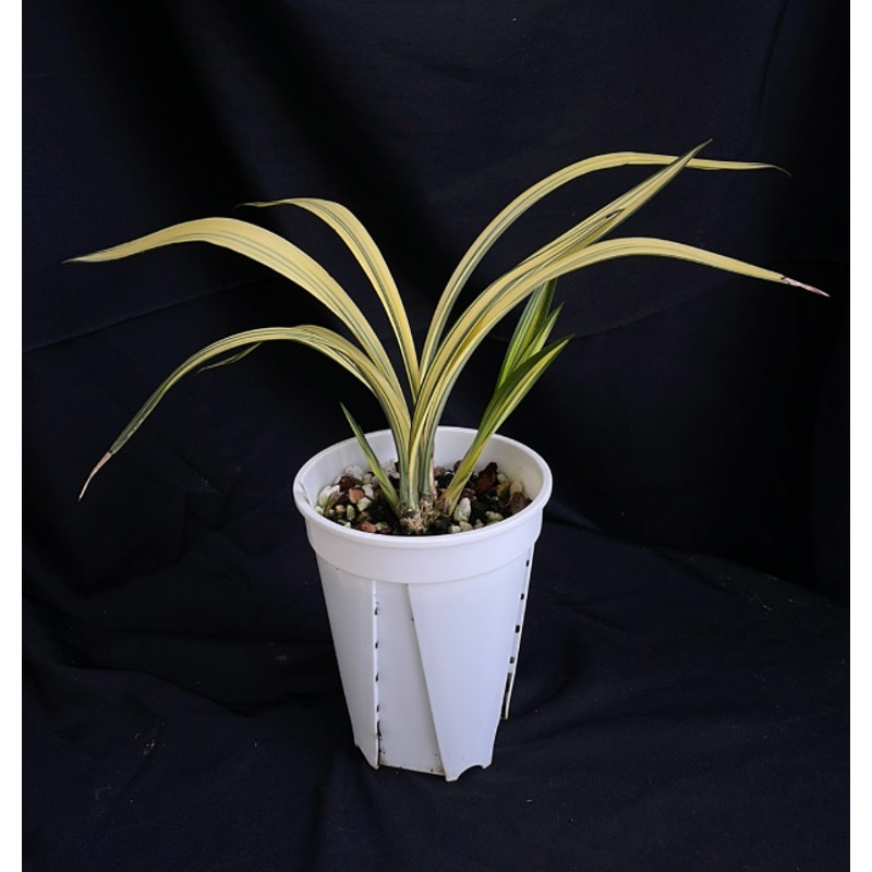 Cymbidium sinense "Huang Jin Wan Dai" Rare collector orchid blooming size