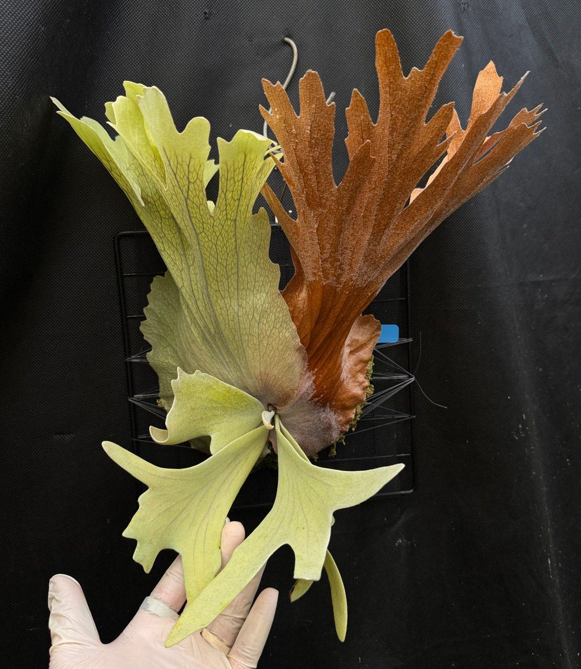Platycerium Collections | Staghorn Ferns| US Seller – SEED STUDIO