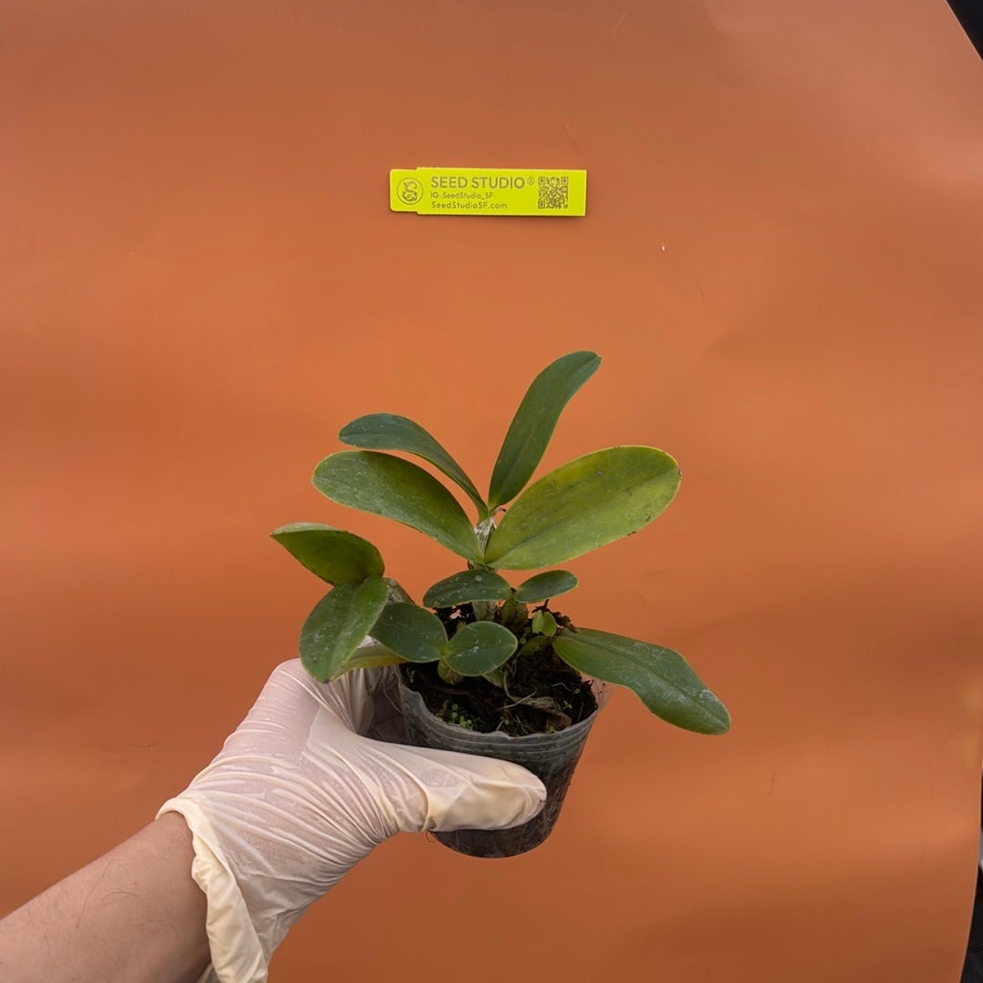 Cattleya violacea alba Rare collector orchid blooming size