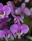 Phalaenopsis schilleriana Fragrant orchid blooming size