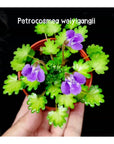 Petrocosmea weiyigangii gesneriads Rare collector plants [Three Leaves]