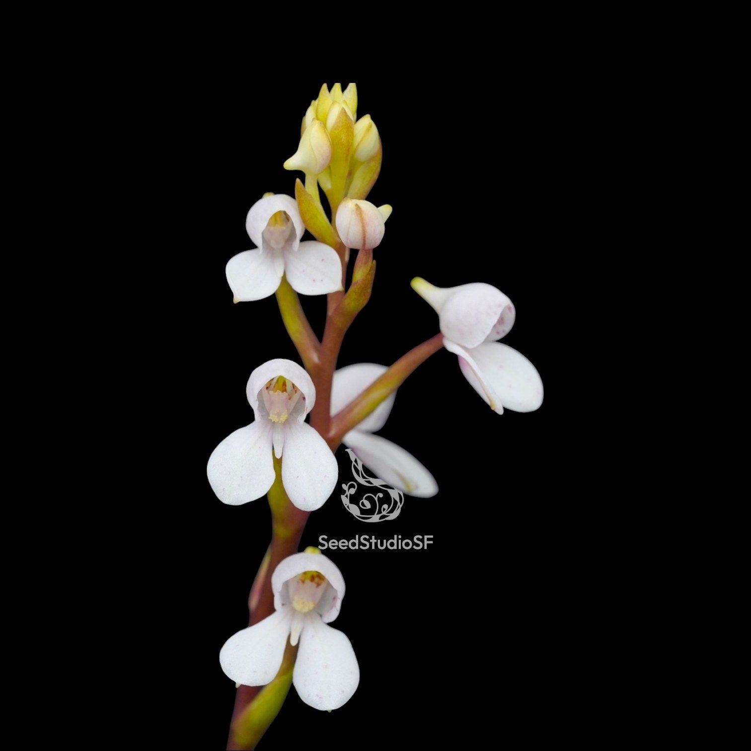 Disa Collection – SEED STUDIO COLLECTIONS