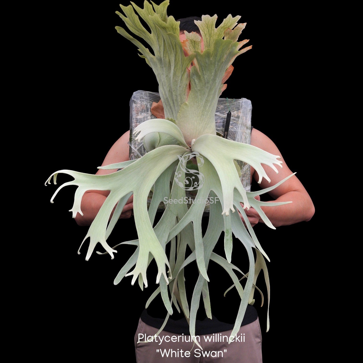 Fern Collections – SEED STUDIO COLLECTIONS