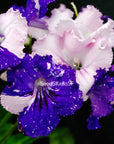 Streptocarpus [DS-2019] | Year-Round Blooms |  African Violet-Like SEED STUDIO®