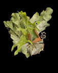 Platycerium superbum Dwarf "Cabbage" SPORE Extrem RARE tropical plants SEED STUDIO®