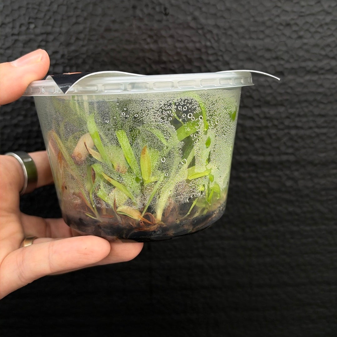 [SS-77] Disa Zephyrus Flare Flask by Seed Studio® RARE orchids