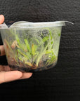 [SS-77] Disa Zephyrus Flare Flask by Seed Studio® RARE orchids
