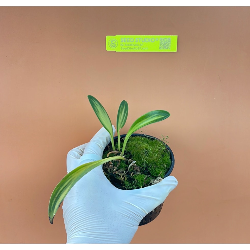 Masdevallia Tungurahua Variegated Rare collector orchid blooming size