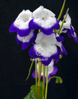 Streptocarpus [Roulette Azur] | Year-Round Blooms |  African Violet-Like SEED STUDIO®