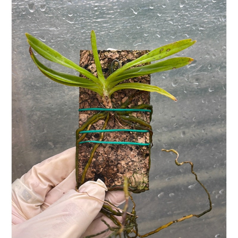 Rangaeris muscicola Rare collector orchid