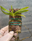 Rangaeris muscicola Rare collector orchid