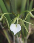 Brassavola subulifolia Elegant Orchid with Fragrant Night Blooms