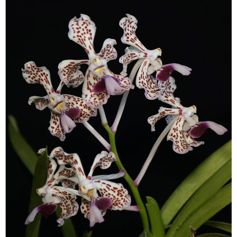Rare collector orchid blooming size