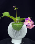 Streptocarpus [DS-2320] | Year-Round Blooms |  African Violet-Like SEED STUDIO®