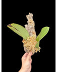 Bulbophyllum beccarii rare orchid species tropical plant