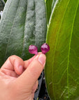 Cavendishia grandifolia rare collector tropical plant neotropical blueberries