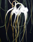 Brassavola appendiculata - Elegant Orchid with Fragrant White Blooms