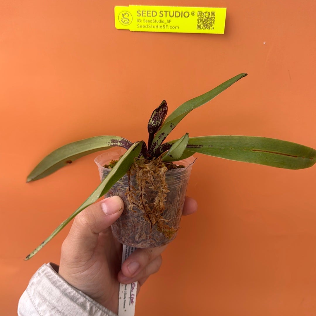 Paph charlesworthii Rare collector orchid blooming size