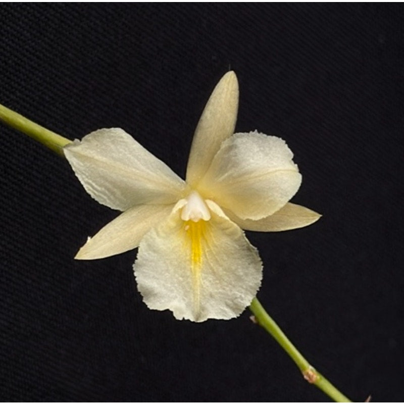 Broughtonia sanguinea aurea Rare collector orchid blooming size
