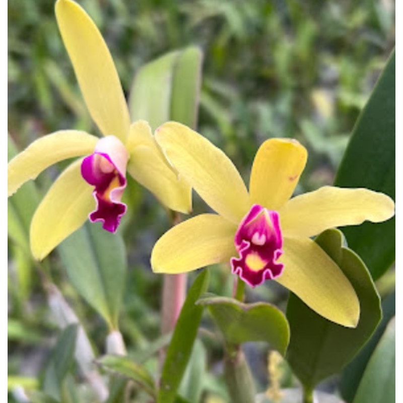 Cattleya Len Zieff Rare collector orchid blooming size