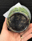 [SS-74] Disa uniflora "Eugene" x Disg uniflora "Seed Studio Lemon Light" (HCC/AOS) Flask by Seed Studio®
