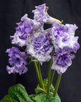 Streptocarpus [DS-2241 | DS-Blue Dragon] | Year-Round Blooms |  African Violet-Like SEED STUDIO®