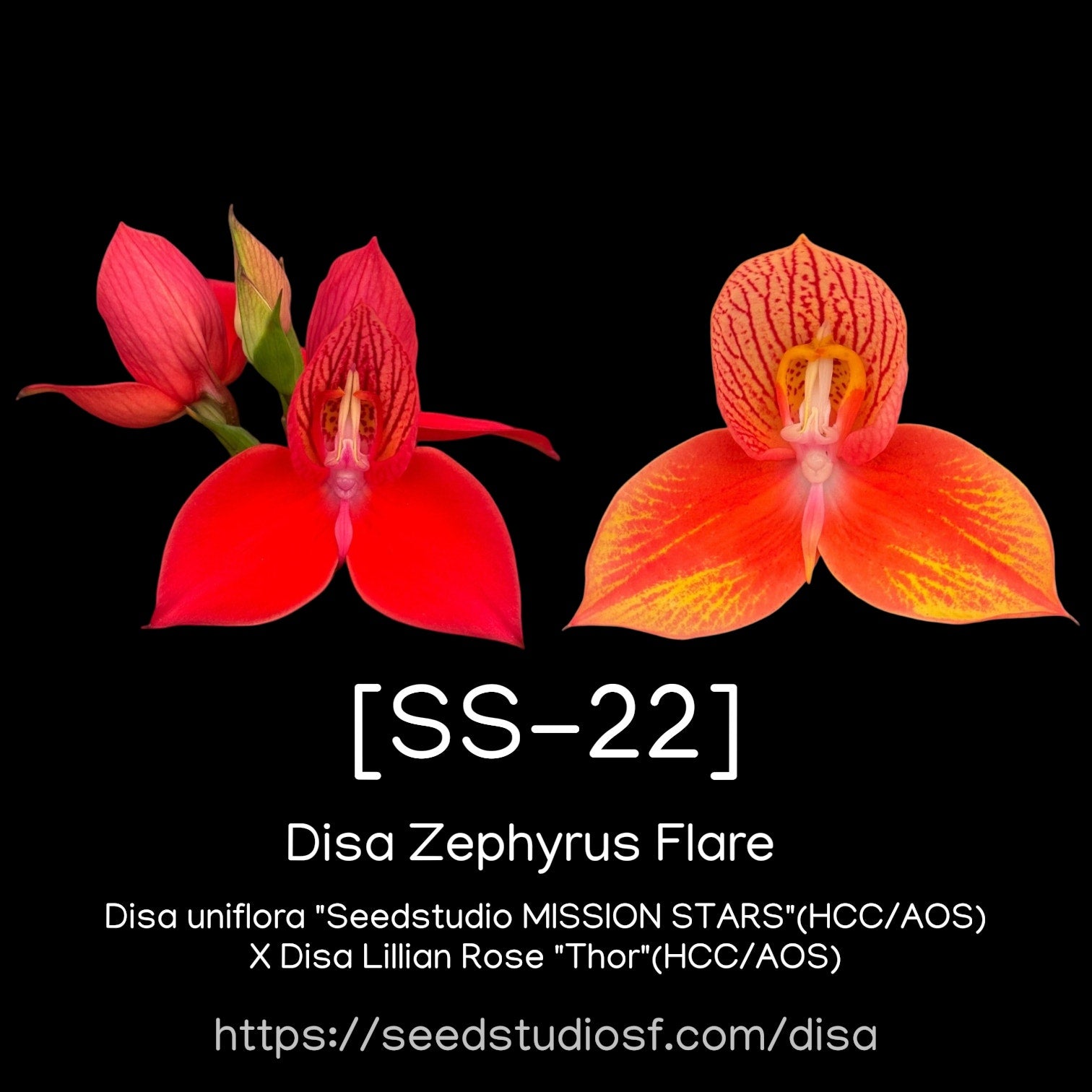 [SS-22] Disa Zephyrus Flare Seedling — Rare Collector Orchid | Seed Studio® Breeding Line