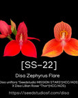 [SS-22] Disa Zephyrus Flare Seedling — Rare Collector Orchid | Seed Studio® Breeding Line