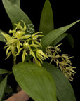 Coelogyne pandurata fragrant green flower rare orchid blooming size division