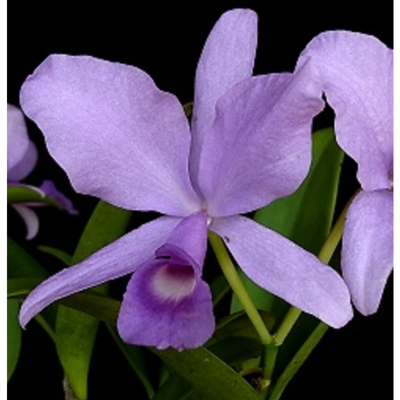 Guarianthe skinneri f. coerulea Rare collector orchid blooming size
