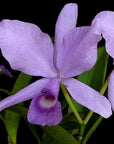 Guarianthe skinneri f. coerulea Rare collector orchid blooming size