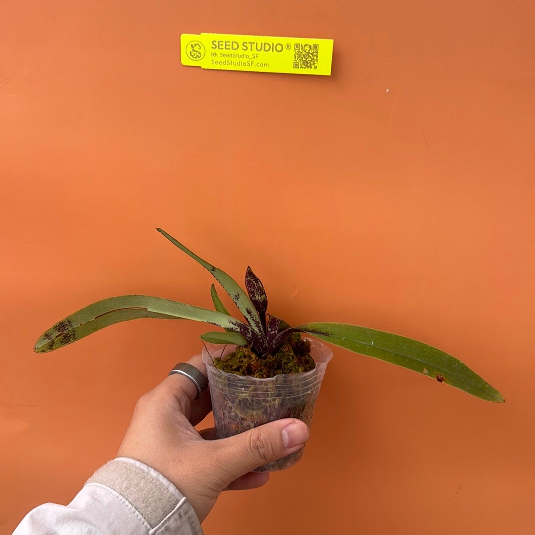 Paph charlesworthii Rare collector orchid blooming size
