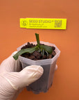 Phalaenopsis wilsonii var. albescens self