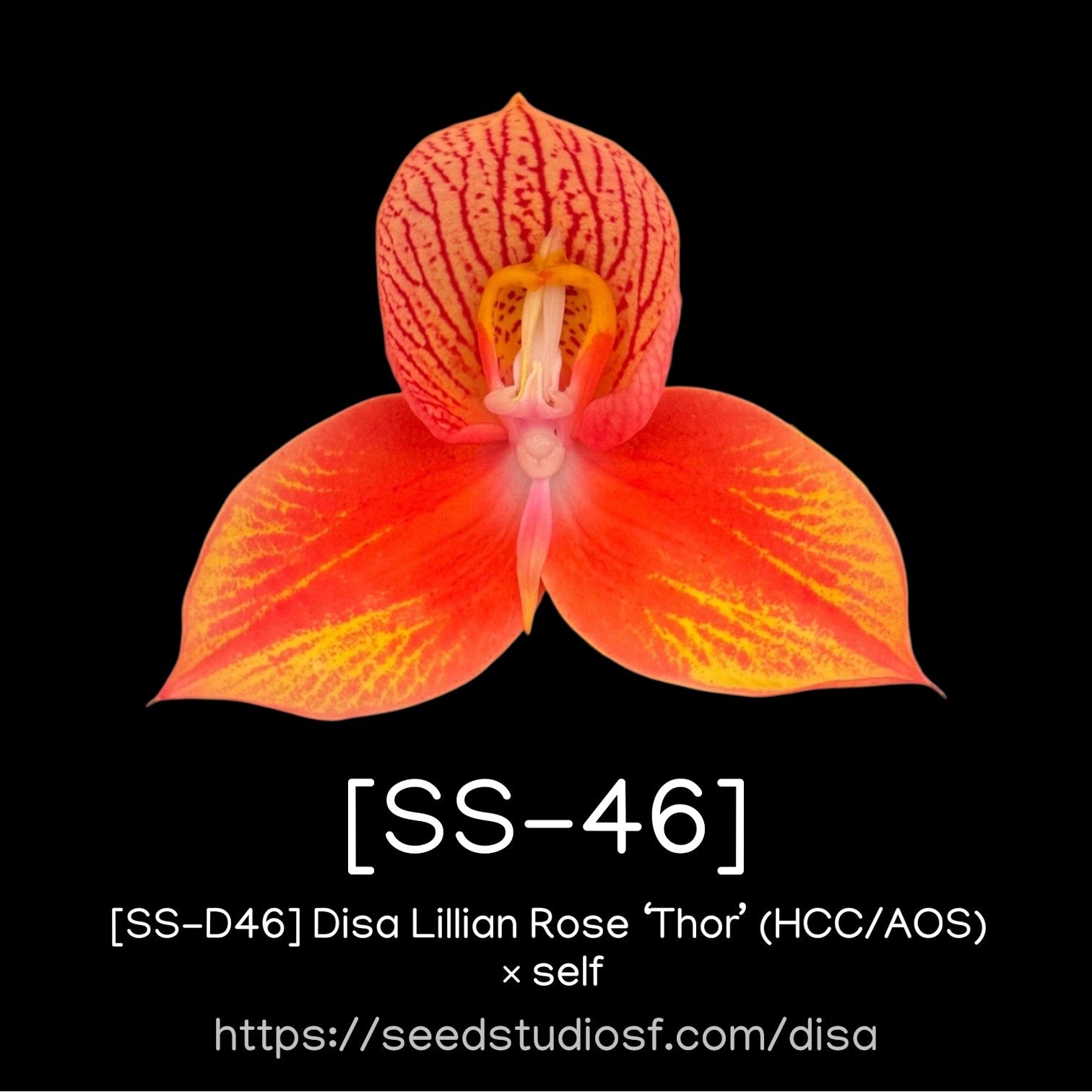 [SS-46] Disa Lillian Rose “Thor” (HCC/AOS) self — Rare Collector Orchid | Seed Studio® Breeding Line