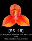 [SS-46] Disa Lillian Rose “Thor” (HCC/AOS) self — Rare Collector Orchid | Seed Studio® Breeding Line