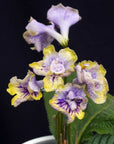 Streptocarpus [DS-1303 | Ds-want and will] | Year-Round Blooms |  African Violet-Like SEED STUDIO®