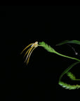 Thrixspermum centipeda Fragrant Rare collector orchid blooming size