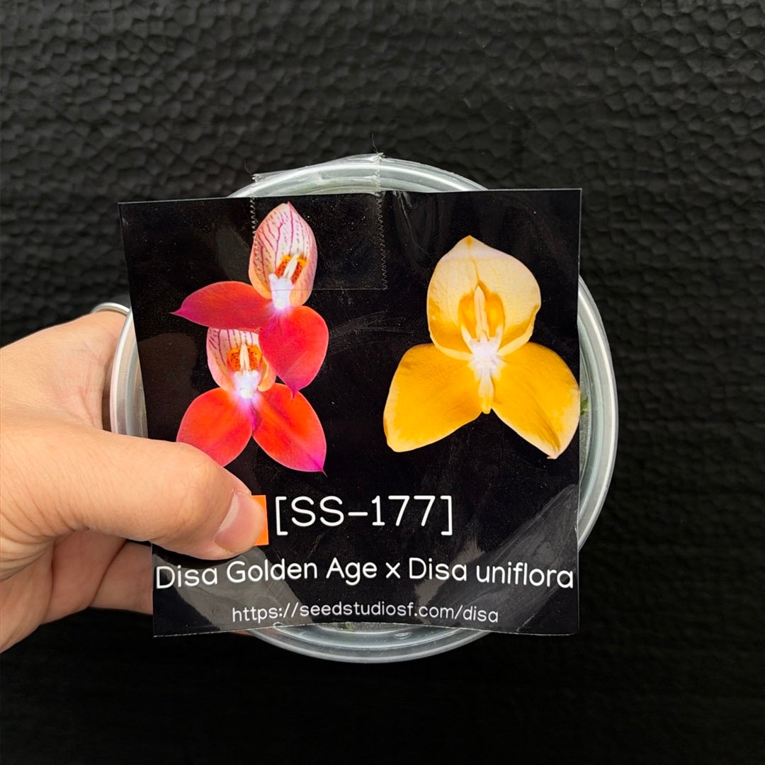 [SS-177] Disa Golden Age x Disa uniflora Flask by Seed Studio®
