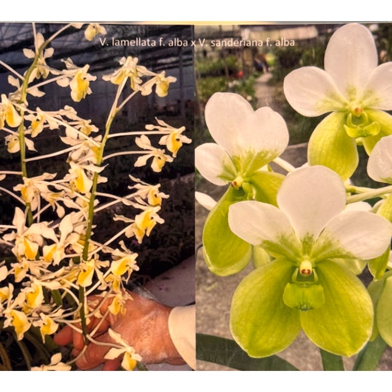 Vanda lamellata f. alba x V. sanderiana f. alba Orchid - Blooming Size
