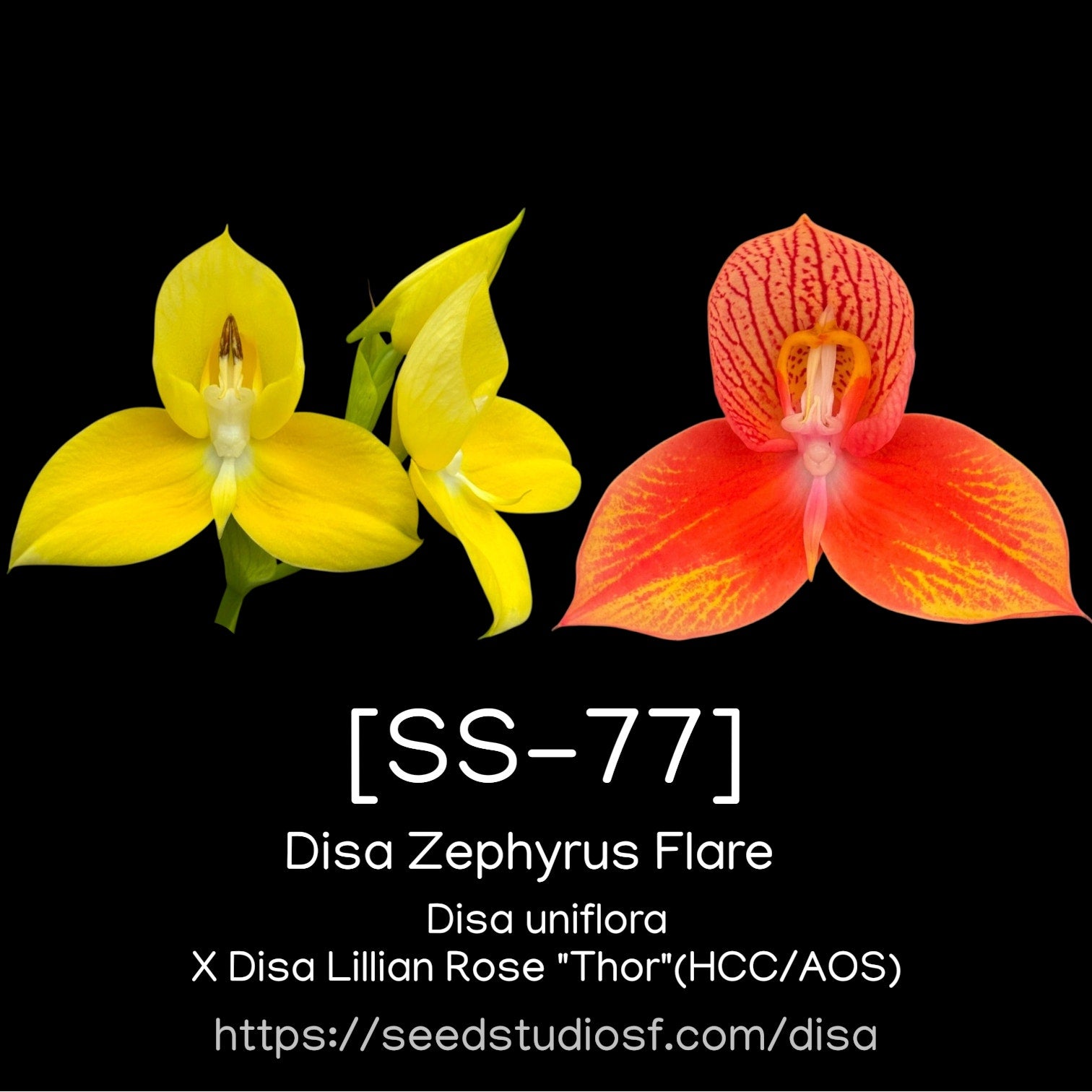 [SS-77] Disa Zephyrus Flare Seedling — Rare Collector Orchid | Seed Studio® Breeding Line